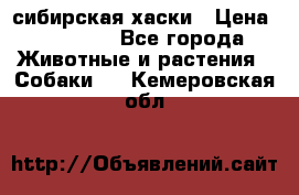 l: сибирская хаски › Цена ­ 10 000 - Все города Животные и растения » Собаки   . Кемеровская обл.